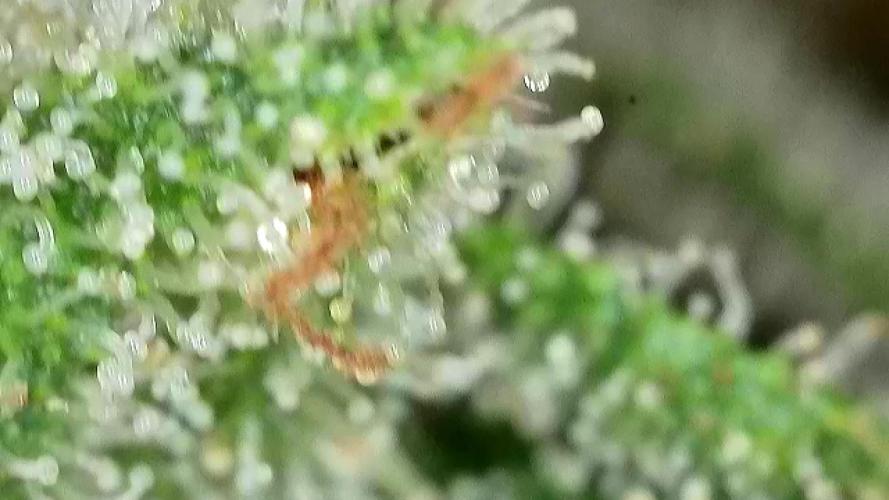 The Hobbit Hole Outdoor Grow 2026. Week 12