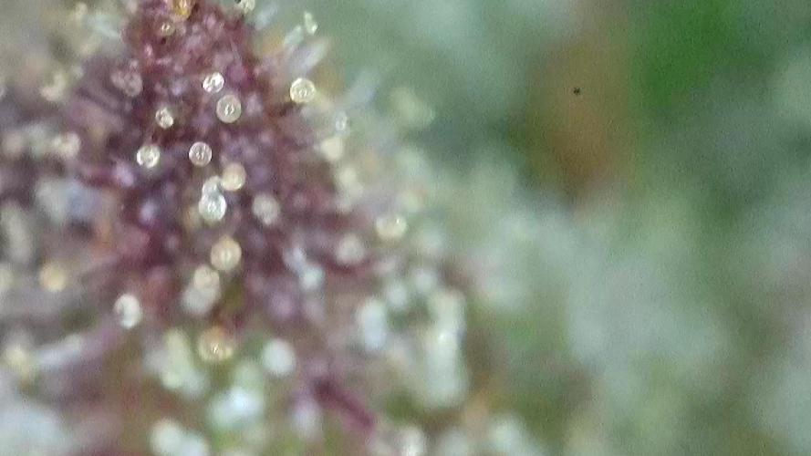 The Hobbit Hole Outdoor Grow 2026. Week 12
