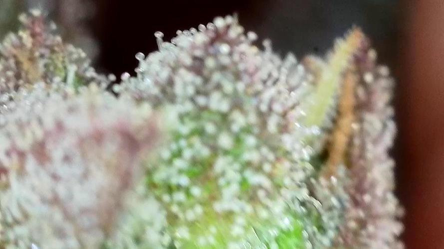 The Hobbit Hole Outdoor Grow 2026. Week 12