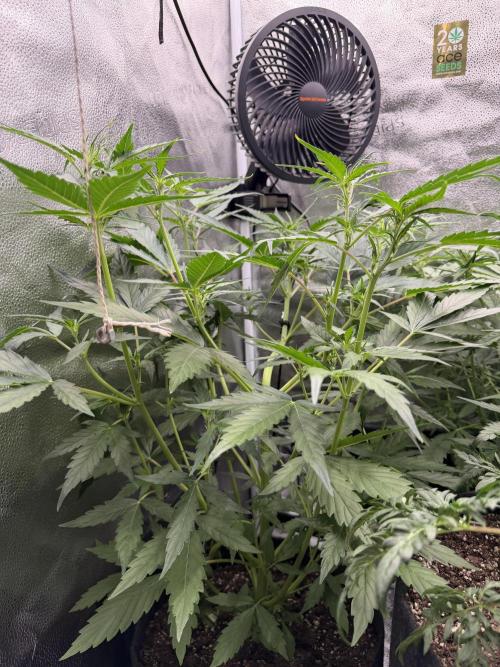 AUTO MALAWI X N.LIGHTS. Week 5