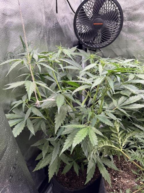 AUTO MALAWI X N.LIGHTS. Week 5