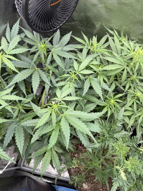 AUTO MALAWI X N.LIGHTS. Week 5