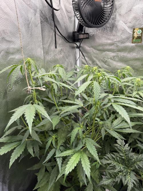 AUTO MALAWI X N.LIGHTS. Week 5