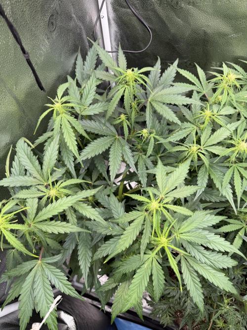 AUTO MALAWI X N.LIGHTS. Week 5