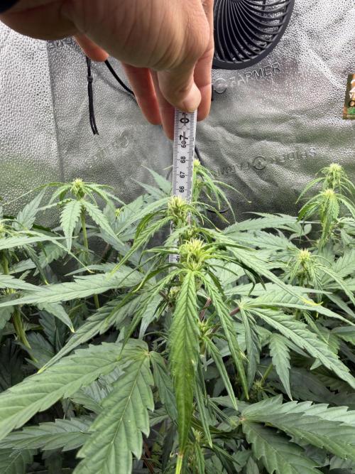 AUTO MALAWI X N.LIGHTS. Week 5