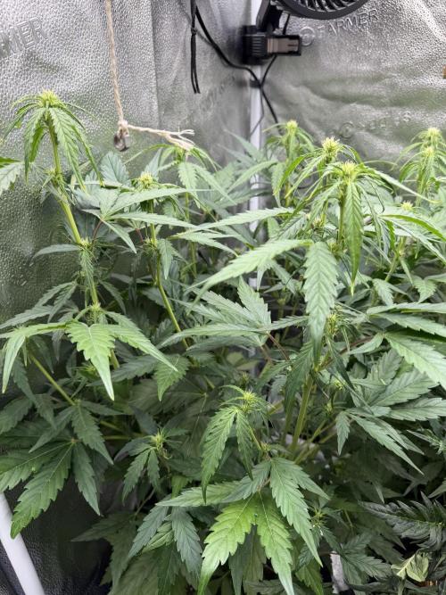 AUTO MALAWI X N.LIGHTS. Week 5