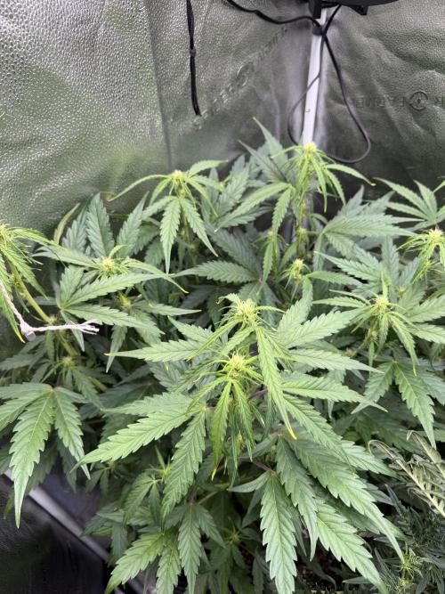 Auto Malawi x Northern Lights. Week 5