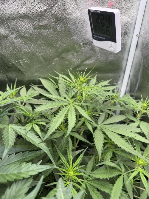 Zamaldelica Auto. Week 5