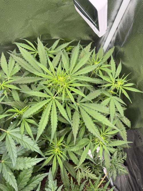 Zamaldelica Auto. Week 5