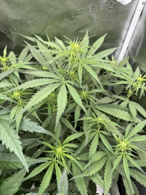 Zamaldelica Auto. Week 5