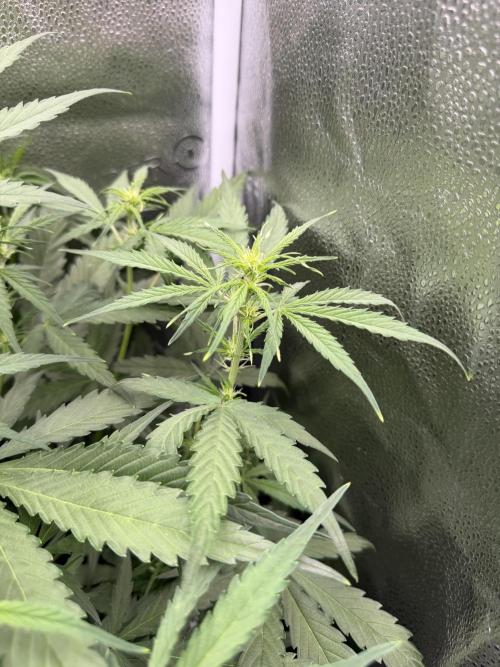 Zamaldelica Auto. Week 5