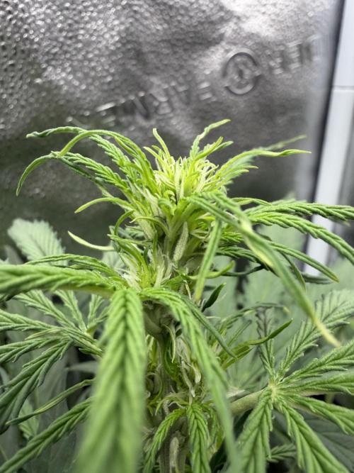 Zamaldelica Auto. Week 5