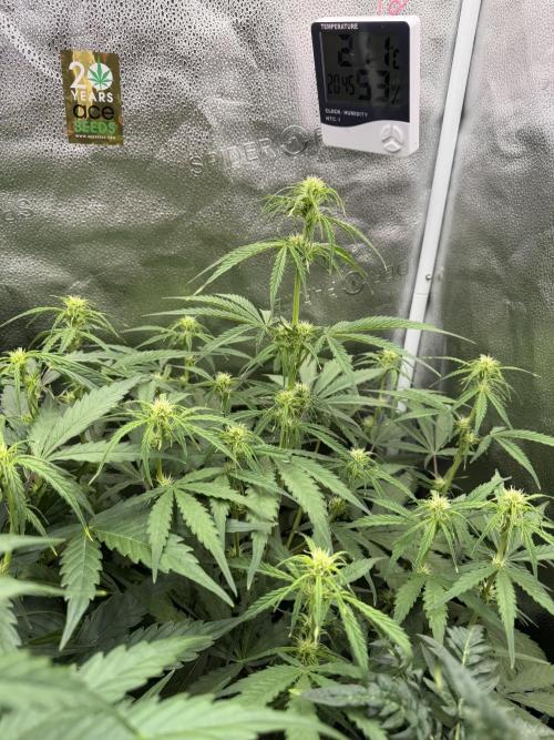 Zamaldelica Auto. Week 5