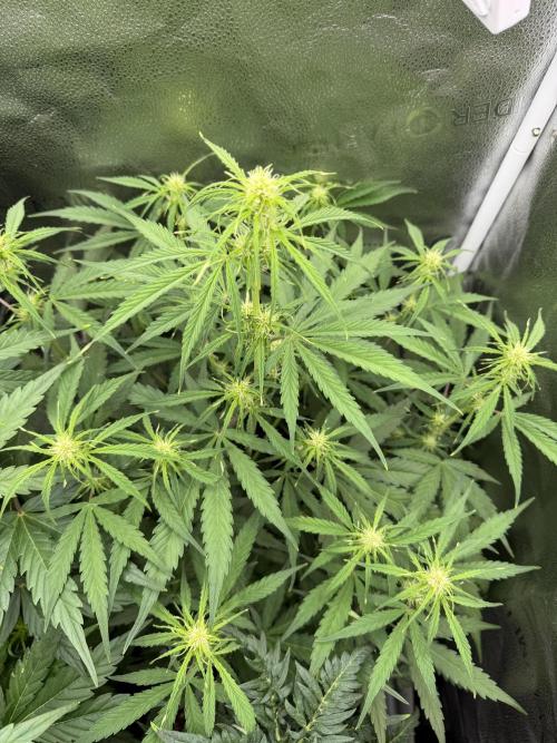 Zamaldelica Auto. Week 5