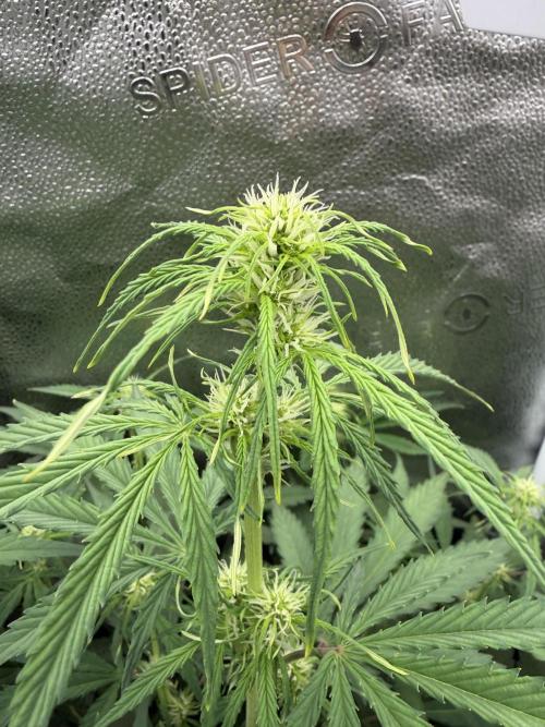 Zamaldelica Auto. Week 5