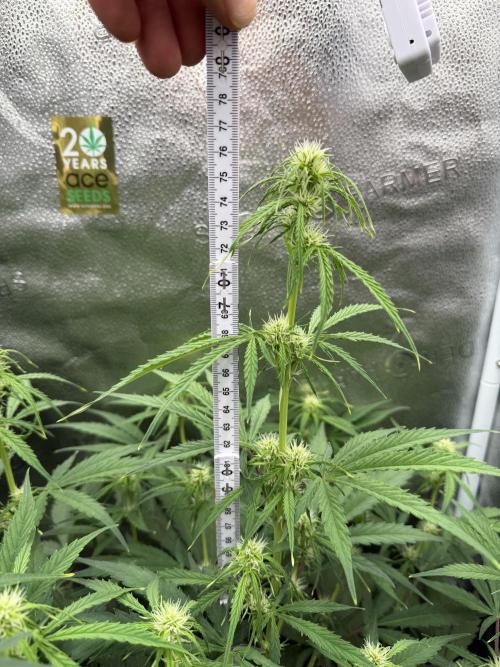 Zamaldelica Auto. Week 5
