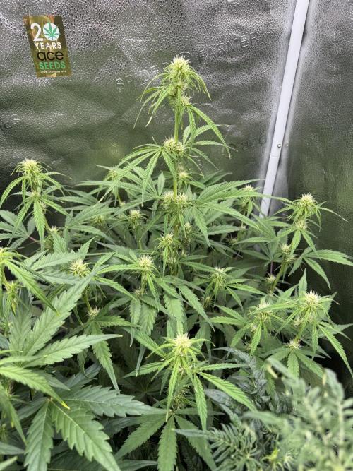 Auto Zamaldelica. Week 5