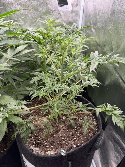 Frosty‘s Auto Freak. Week 5