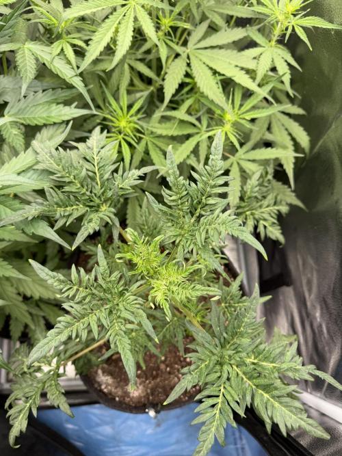 Frosty‘s Auto Freak. Week 5