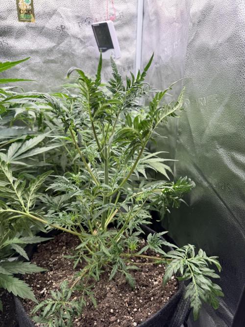 Frosty‘s Auto Freak. Week 5