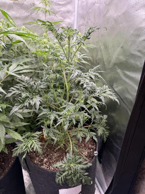 Frosty‘s Auto Freak. Week 5