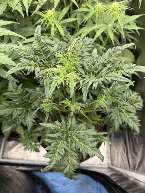 Frosty‘s Auto Freak. Week 5