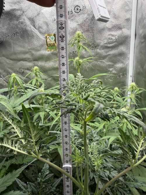 Frosty‘s Auto Freak. Week 5