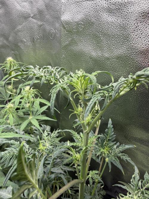 Frosty‘s Auto Freak. Week 5