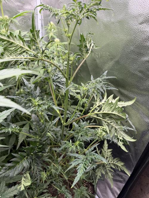 Frosty‘s Auto Freak. Week 5