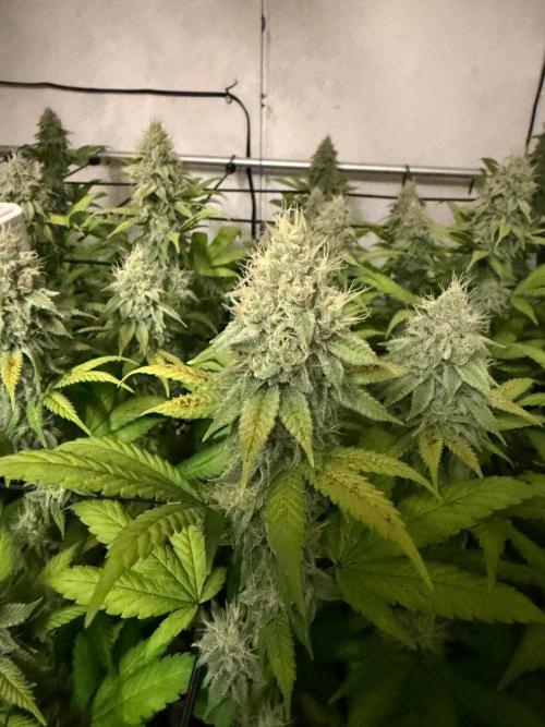 Laughing Buddha | 720W | SCROG. Week 21