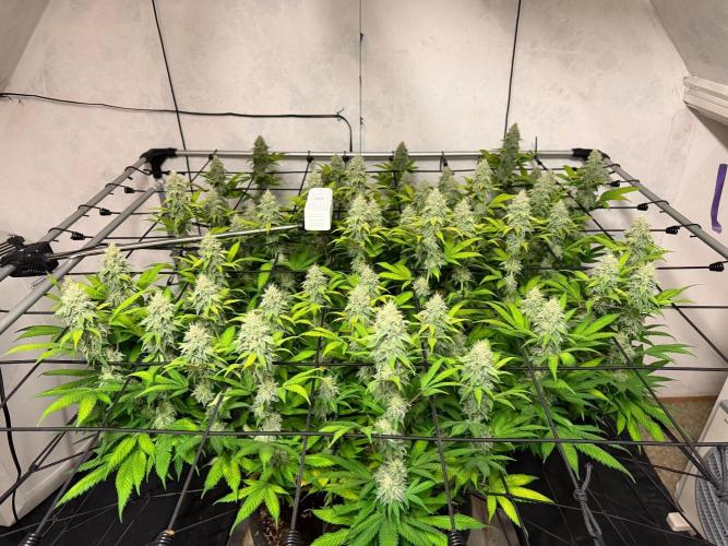 Laughing Buddha | 720W | SCROG. Week 21