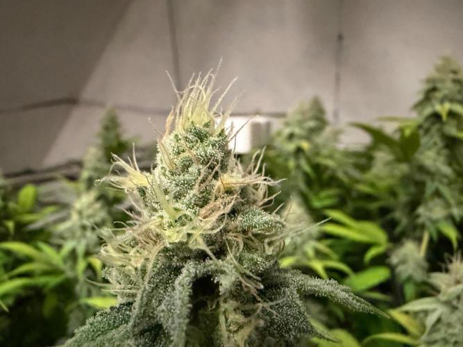 Laughing Buddha | 720W | SCROG. Week 21