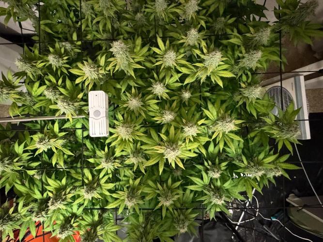Laughing Buddha | 720W | SCROG. Week 21