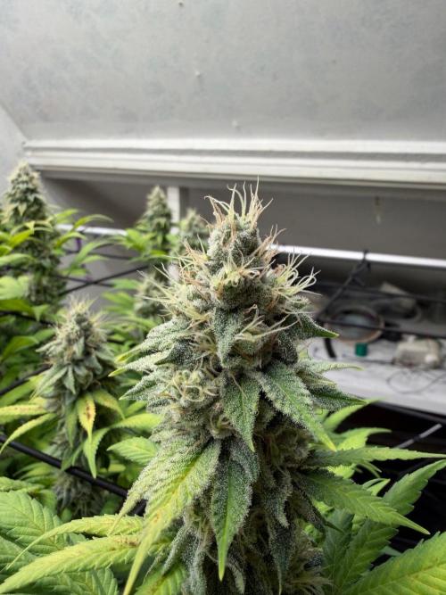 Laughing Buddha | 720W | SCROG. Week 21