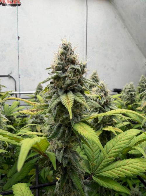 Laughing Buddha | 720W | SCROG. Week 21