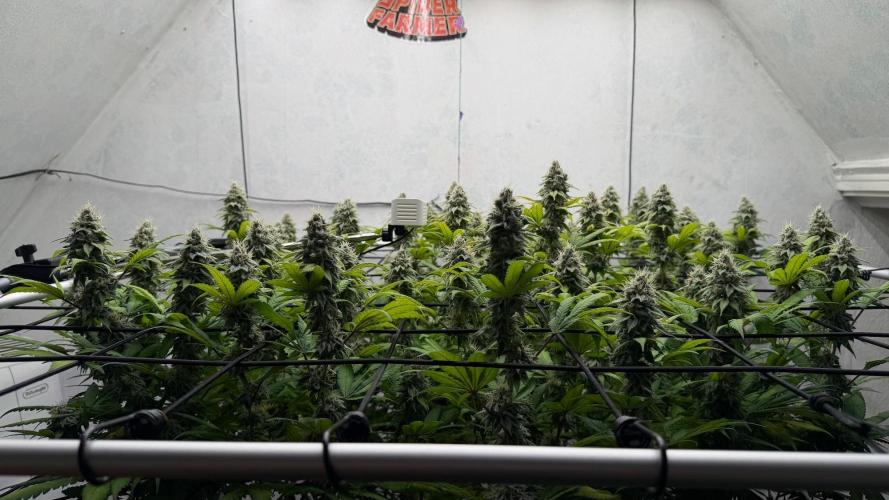 Laughing Buddha | 720W | SCROG. Week 21