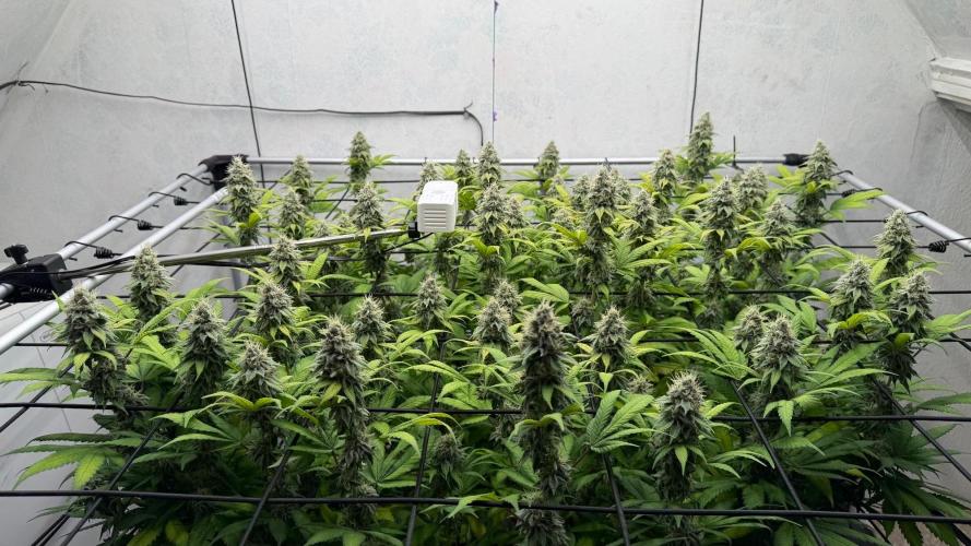 Laughing Buddha | 720W | SCROG. Week 21