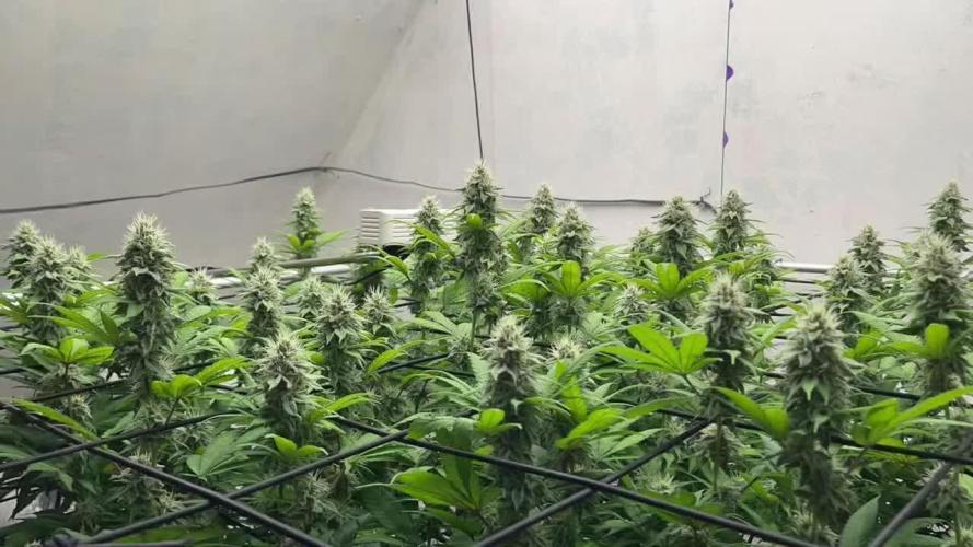Laughing Buddha | 720W | SCROG