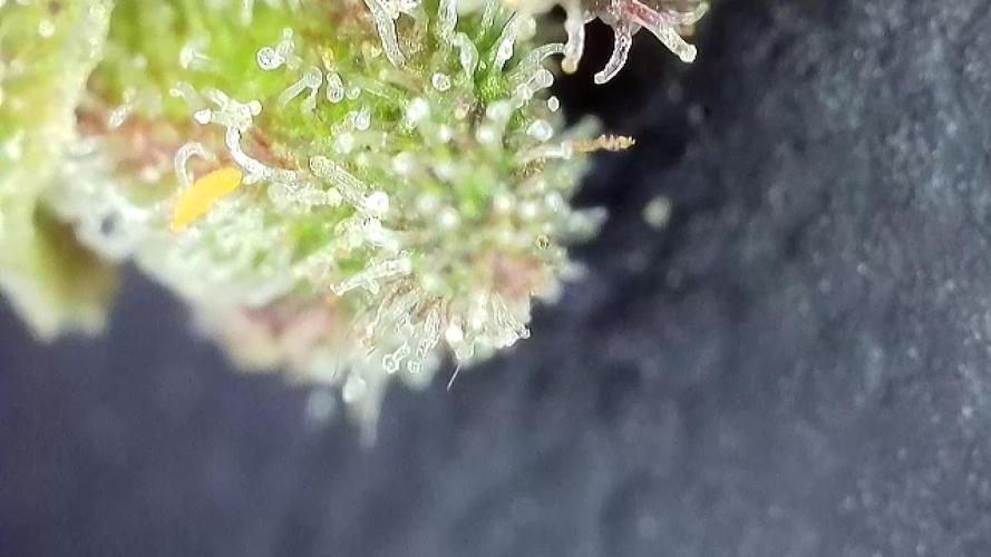 The Hobbit Hole Outdoor Grow 2026. Week 13