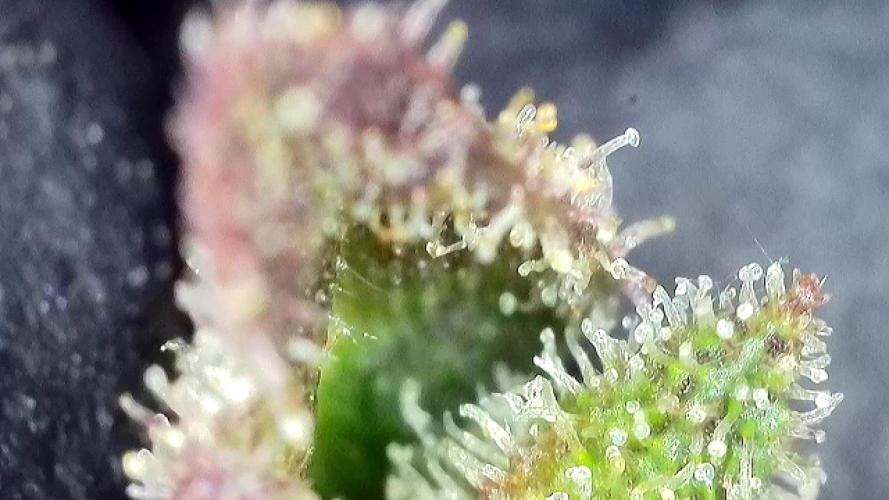 The Hobbit Hole Outdoor Grow 2026. Week 13
