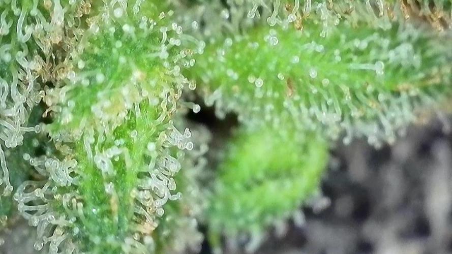 The Hobbit Hole Outdoor Grow 2026. Week 13