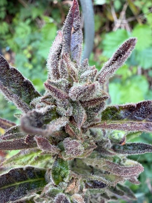 The Hobbit Hole Outdoor Grow 2026. Week 13