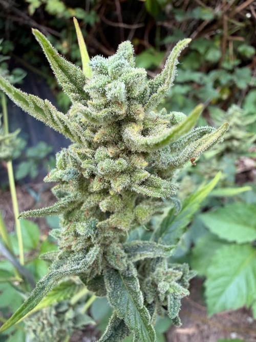 The Hobbit Hole Outdoor Grow 2026. Week 13