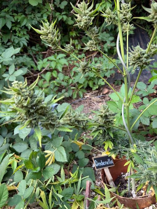 The Hobbit Hole Outdoor Grow 2026. Week 13