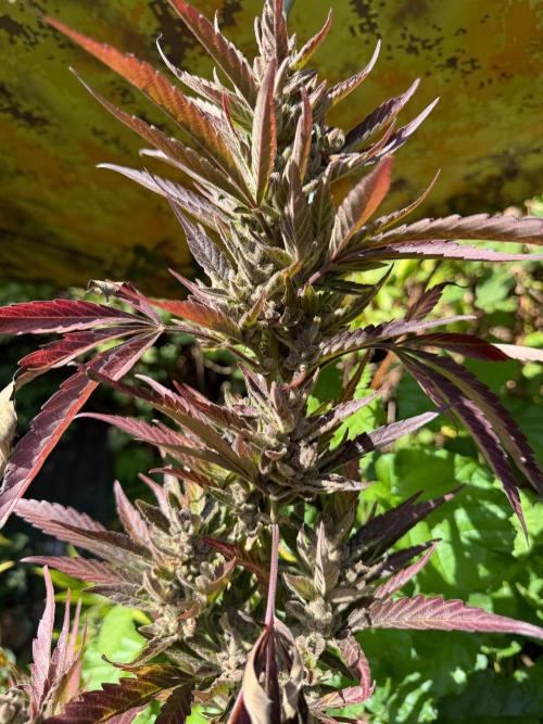 The Hobbit Hole Outdoor Grow 2026. Week 13