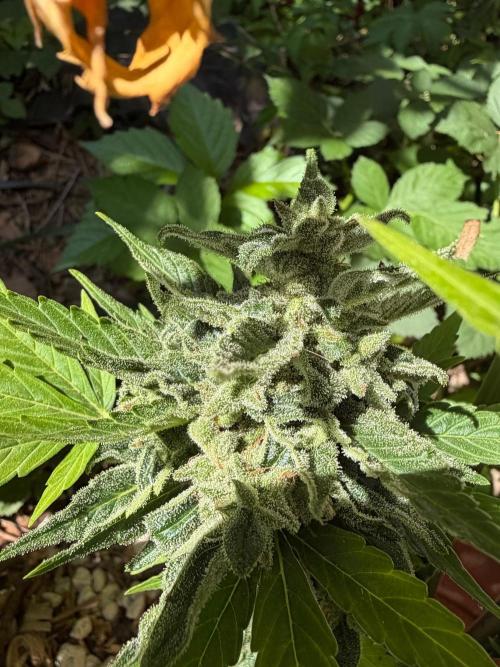 The Hobbit Hole Outdoor Grow 2026. Week 13
