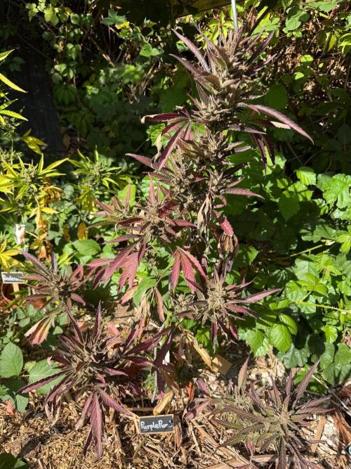 The Hobbit Hole Outdoor Grow 2026. Week 13