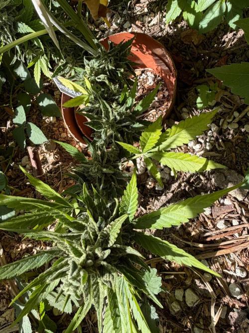 The Hobbit Hole Outdoor Grow 2026. Week 13