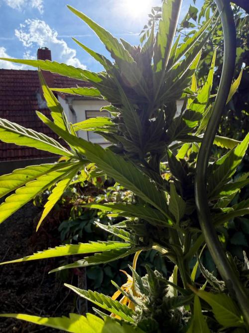 The Hobbit Hole Outdoor Grow 2026. Week 13