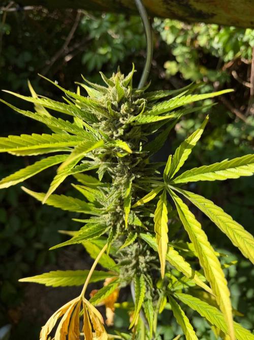 The Hobbit Hole Outdoor Grow 2026. Week 13